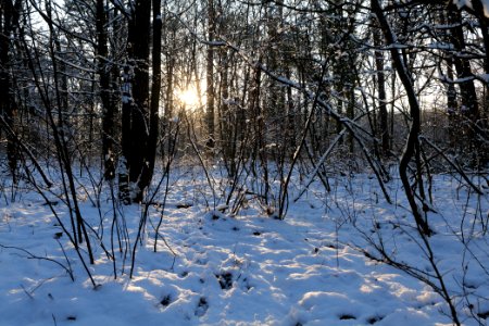Grunewald with snow 2021-01-31 136
