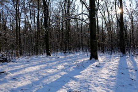 Grunewald with snow 2021-01-31 127