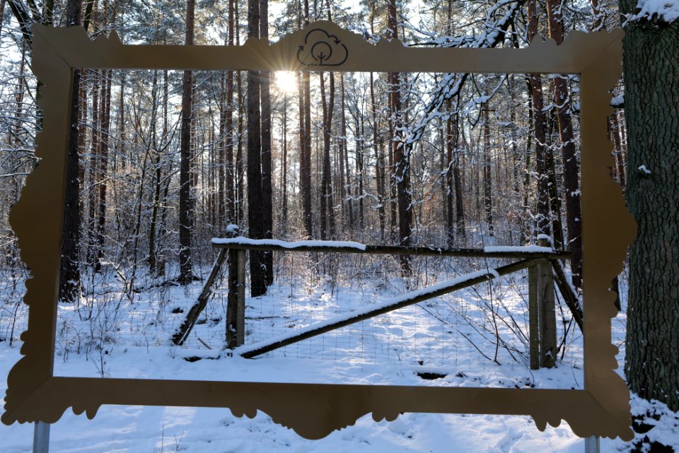 Grunewald with snow 2021-01-31 99