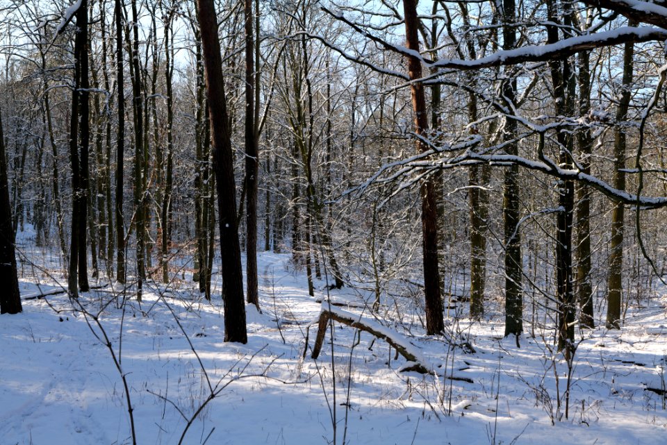Grunewald with snow 2021-01-31 92