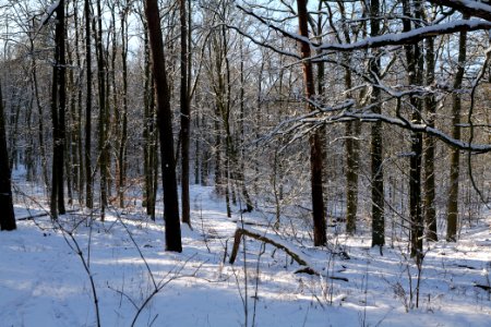 Grunewald with snow 2021-01-31 92