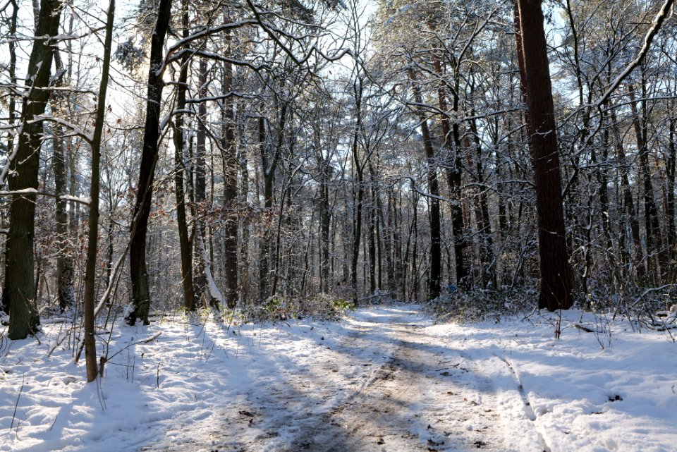 Grunewald with snow 2021-01-31 12
