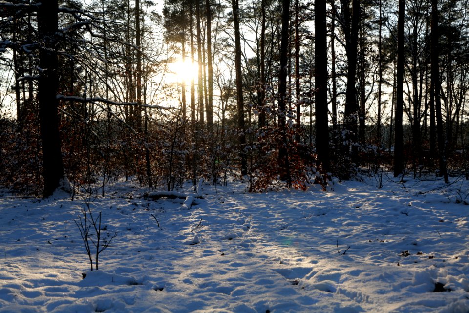 Grunewald with snow 2021-01-31 144