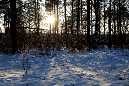 Grunewald with snow 2021-01-31 144