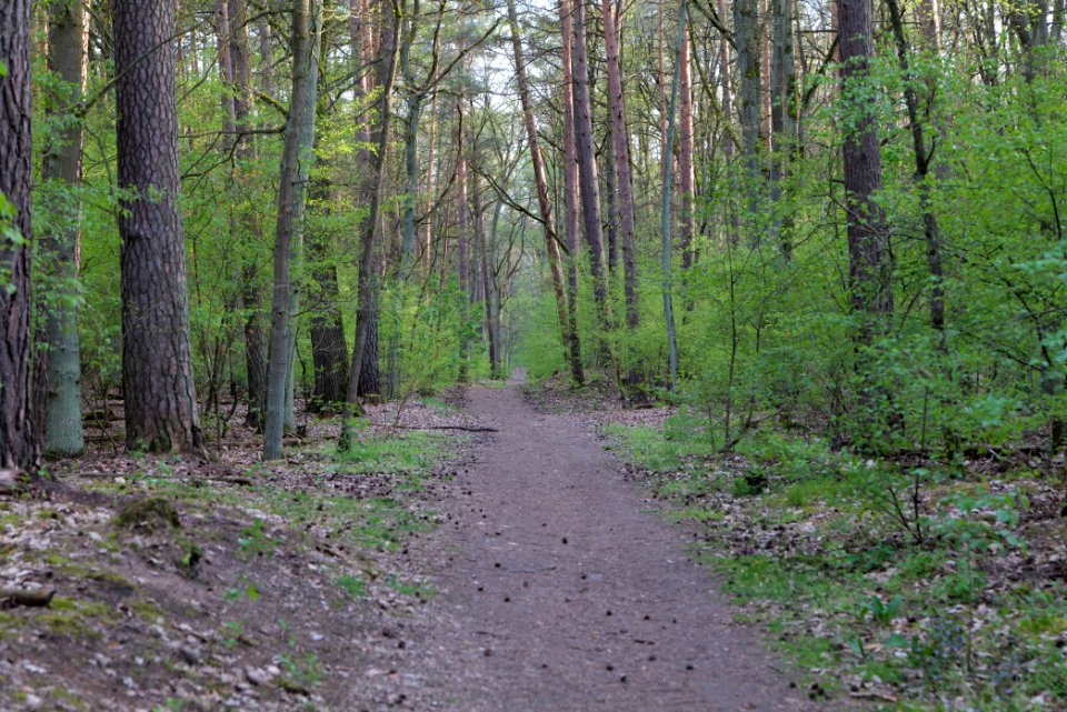 Grunewald 2021-05-10 87