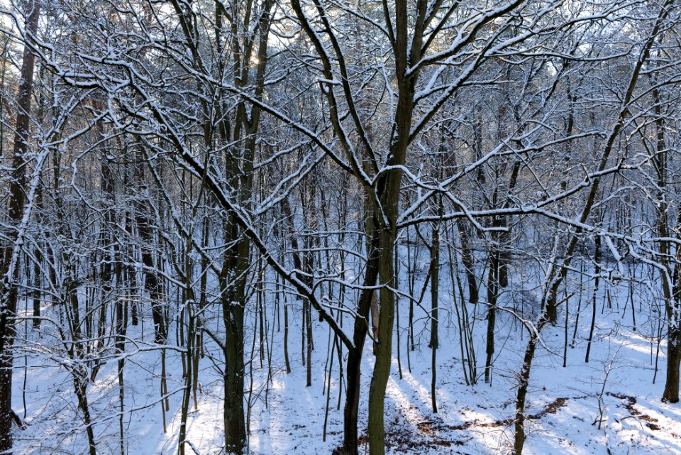 Grunewald with snow 2021-01-31 109