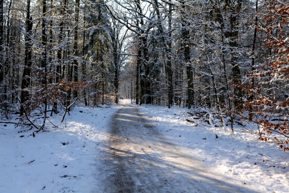Grunewald with snow 2021-01-31 122