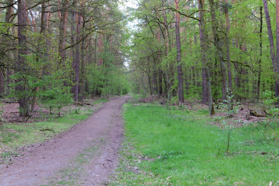 Grunewald 2021-05-10 76