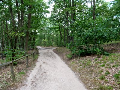 Grunewald near Teufelsfenn 2019-10-24 01