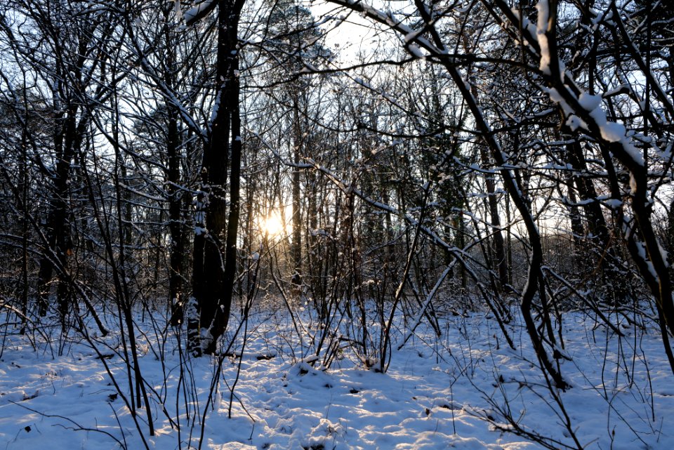 Grunewald with snow 2021-01-31 137