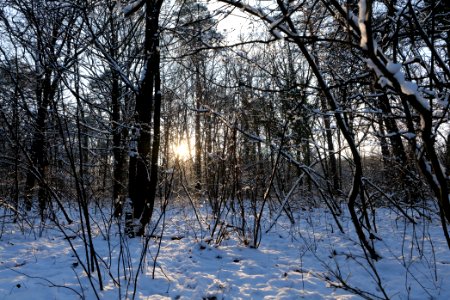 Grunewald with snow 2021-01-31 137