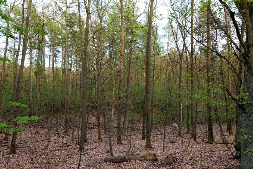 Grunewald 2021-05-10 25