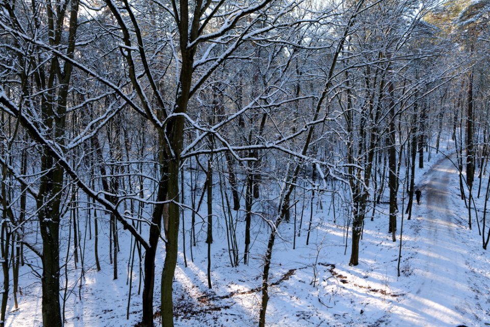Grunewald with snow 2021-01-31 110