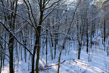 Grunewald with snow 2021-01-31 110