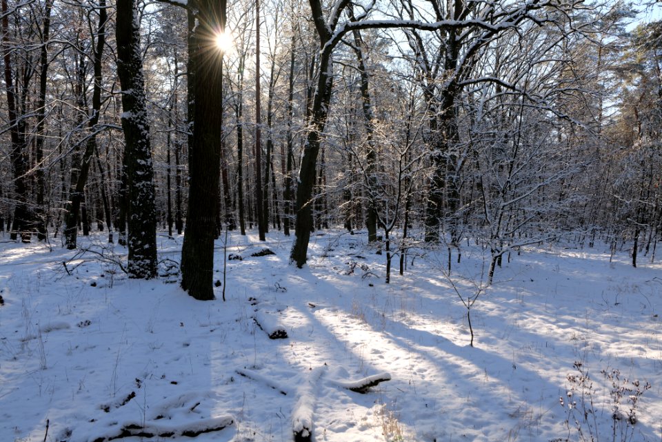 Grunewald with snow 2021-01-31 78