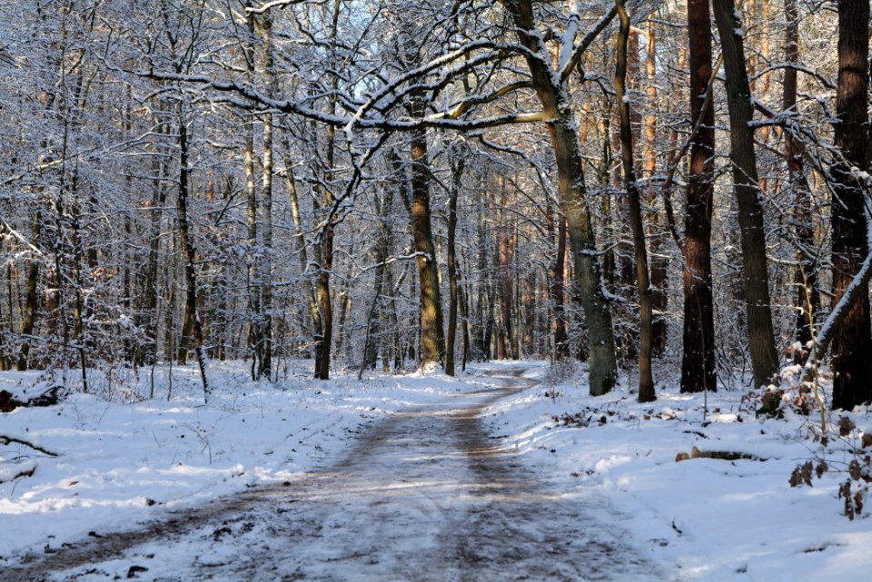 Grunewald with snow 2021-01-31 66