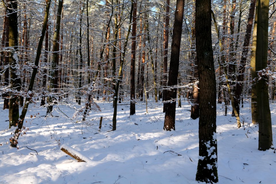 Grunewald with snow 2021-01-31 46