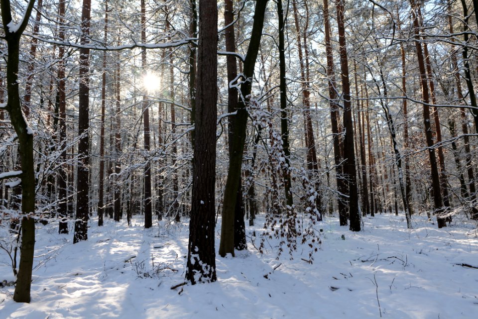Grunewald with snow 2021-01-31 61