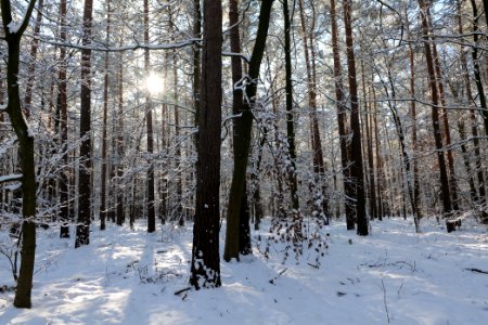 Grunewald with snow 2021-01-31 61