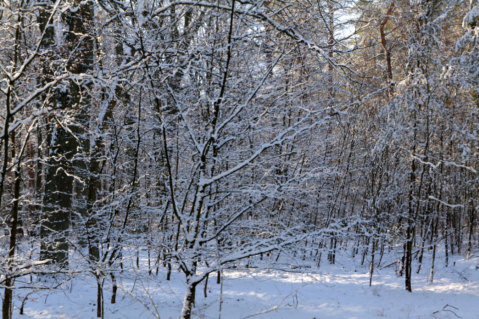 Grunewald with snow 2021-01-31 79