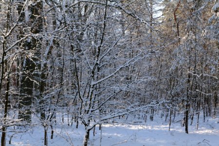 Grunewald with snow 2021-01-31 79
