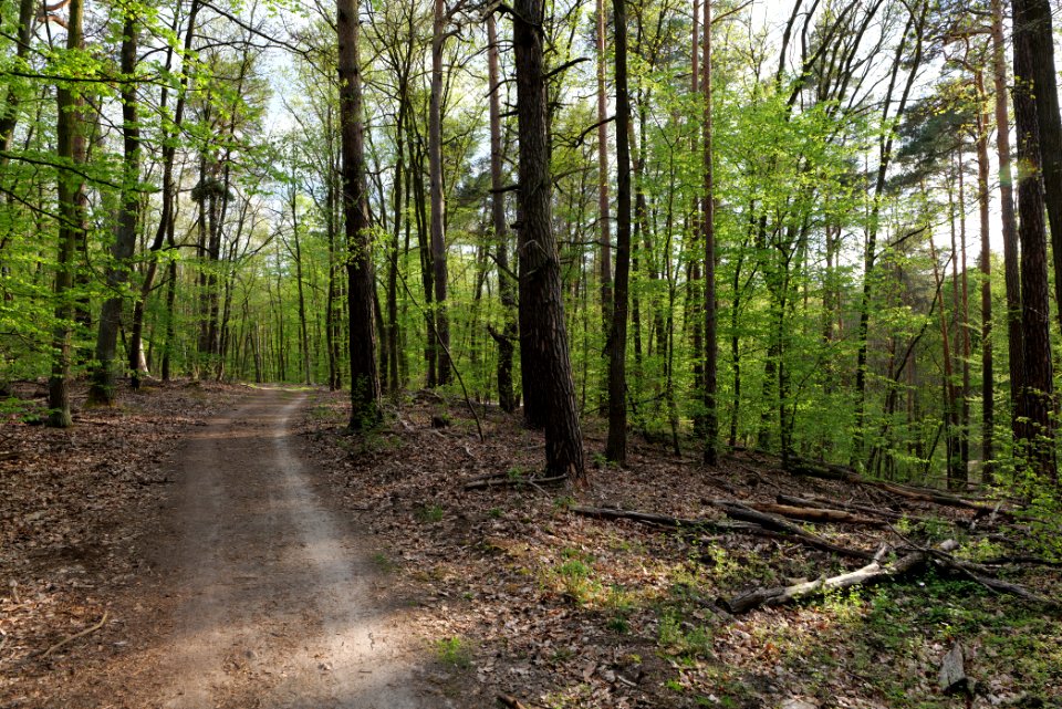 Grunewald 2021-05-10 58