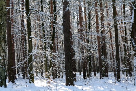 Grunewald with snow 2021-01-31 74