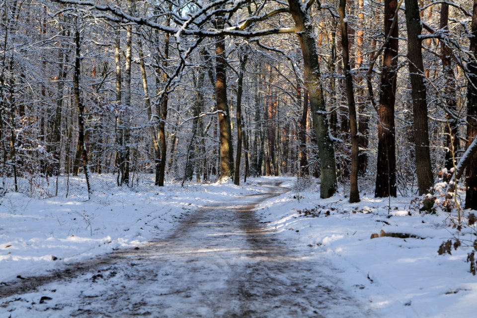 Grunewald with snow 2021-01-31 65