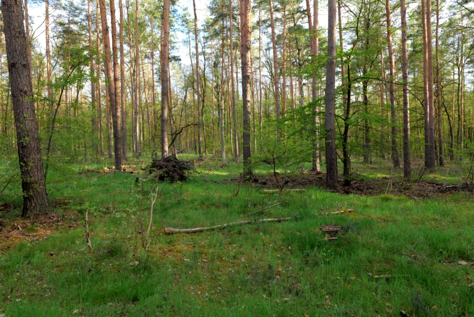 Grunewald 2021-05-10 63