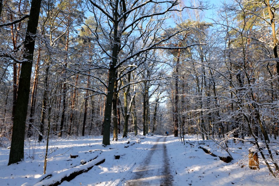 Grunewald with snow 2021-01-31 81