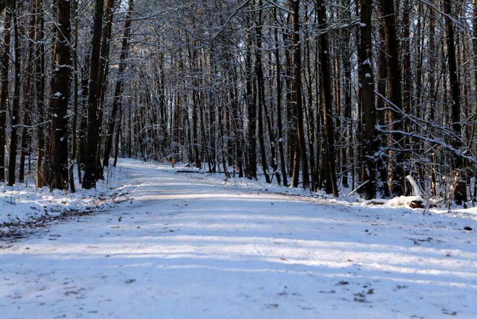 Grunewald with snow 2021-01-31 98