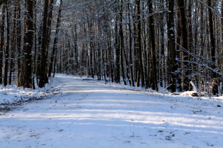 Grunewald with snow 2021-01-31 98