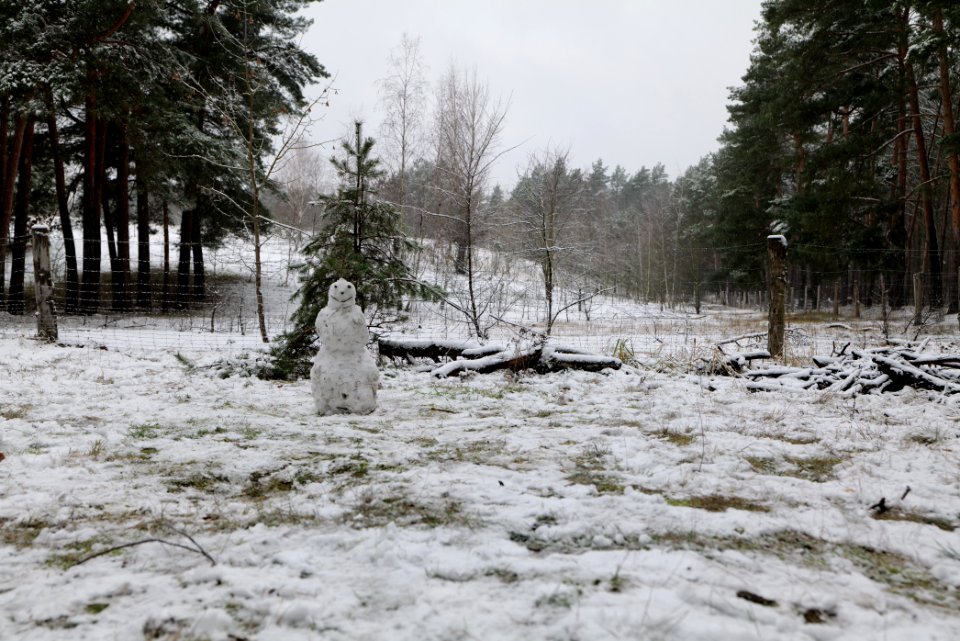 Grunewald with snow 2021-01-03 29