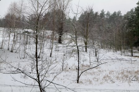 Grunewald with snow 2021-01-03 25