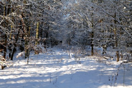 Grunewald with snow 2021-01-31 50