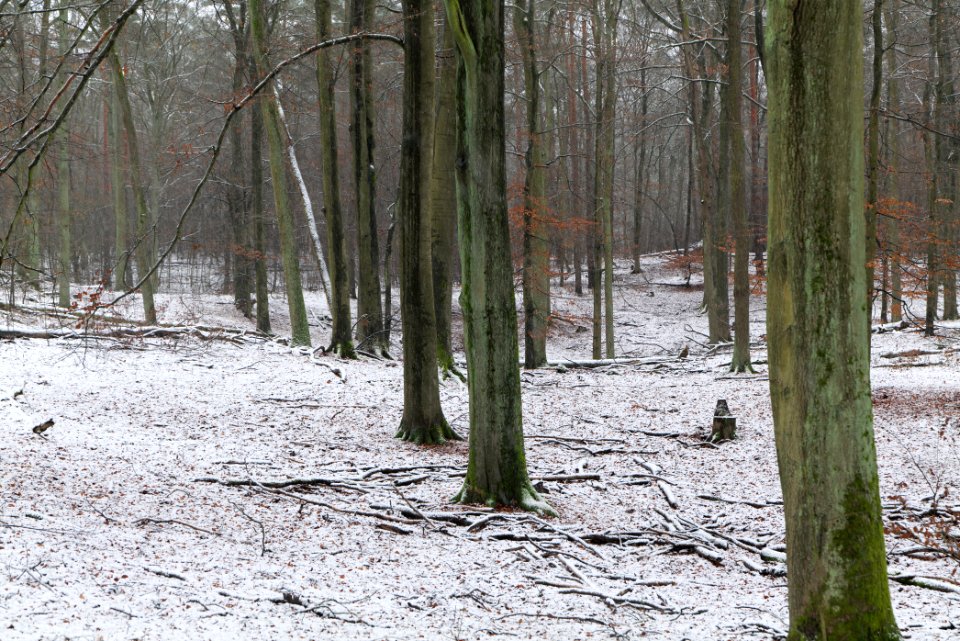 Grunewald with snow 2021-01-03 40