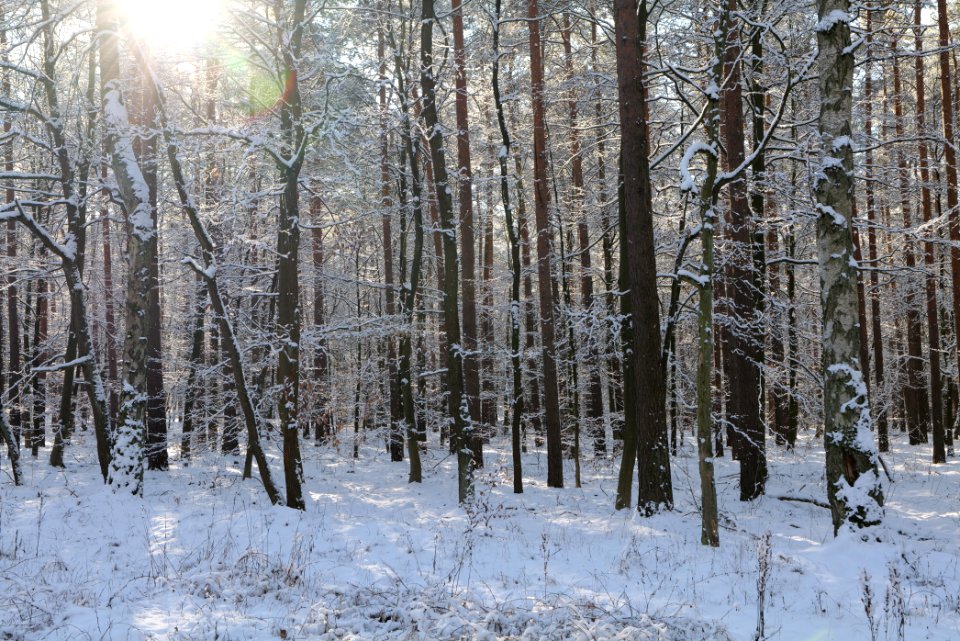 Grunewald with snow 2021-01-31 58