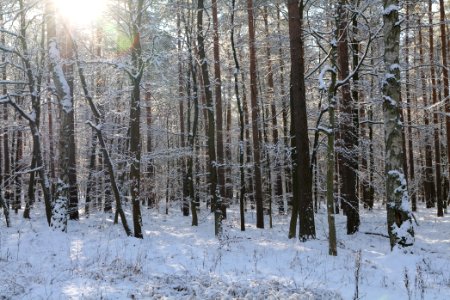 Grunewald with snow 2021-01-31 58