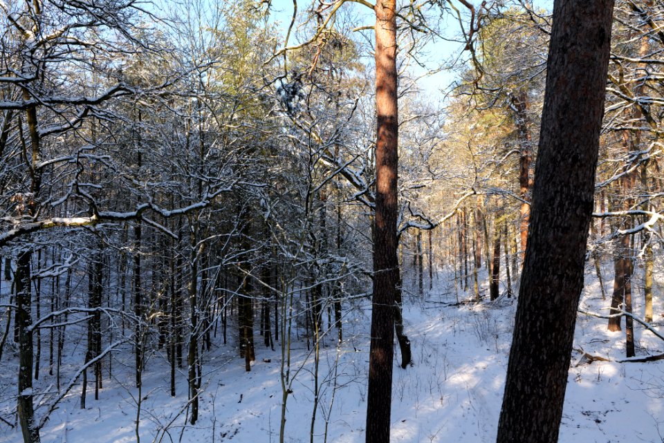 Grunewald with snow 2021-01-31 103