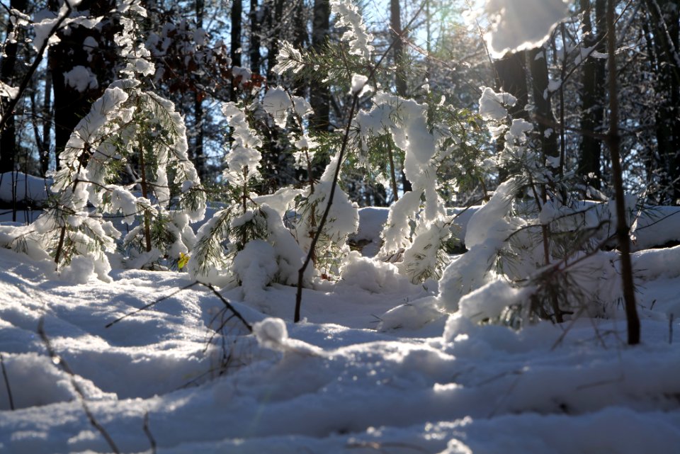 Grunewald with snow 2021-01-31 117