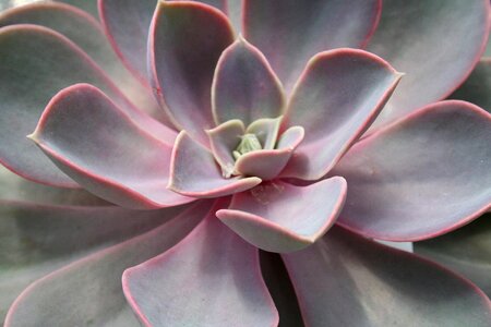 Exotic plant green