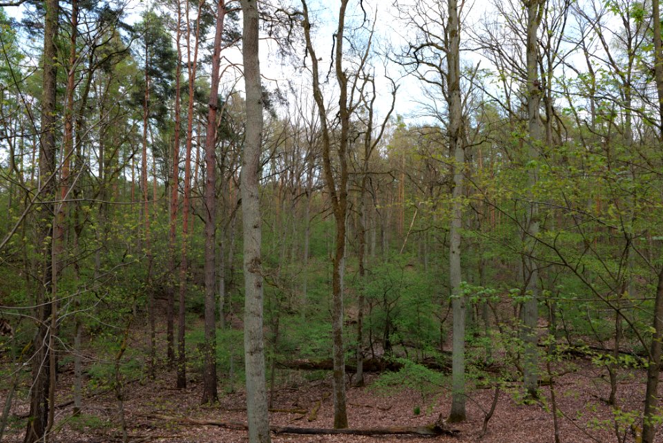 Grunewald 2021-05-10 35