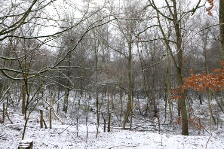 Grunewald with snow 2021-01-03 35