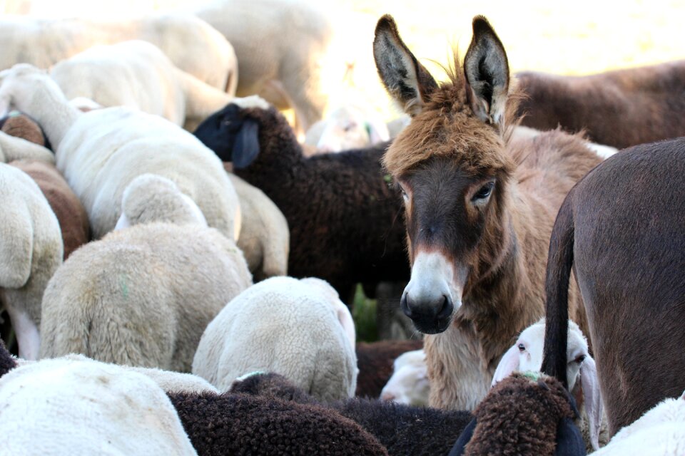Young ass sheep dog eared