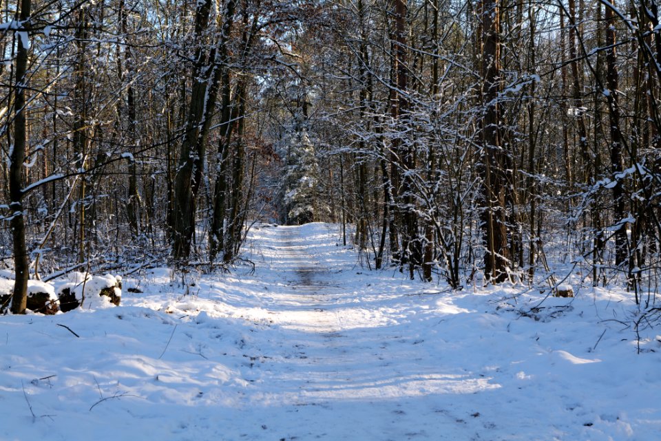 Grunewald with snow 2021-01-31 130
