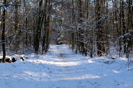 Grunewald with snow 2021-01-31 130