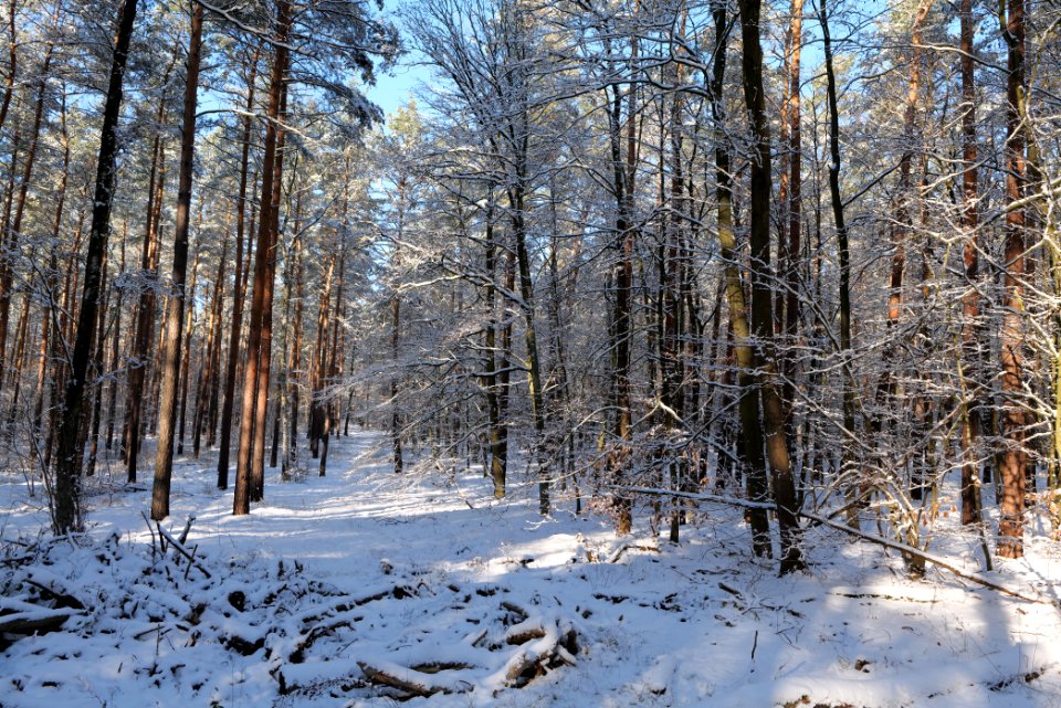 Grunewald with snow 2021-01-31 43