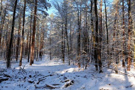 Grunewald with snow 2021-01-31 43