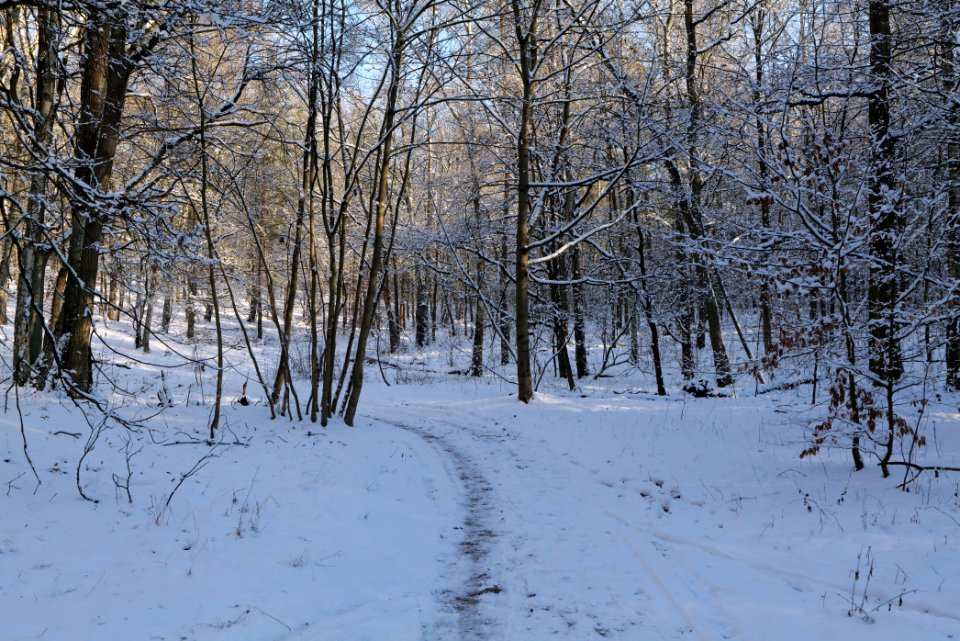 Grunewald with snow 2021-01-31 91