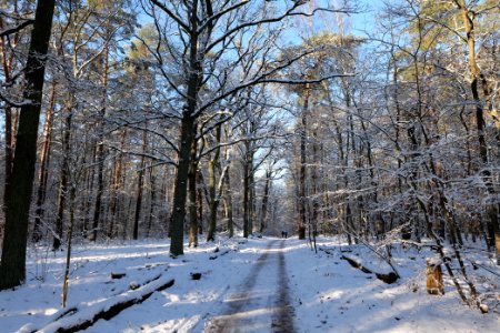 Grunewald with snow 2021-01-31 82